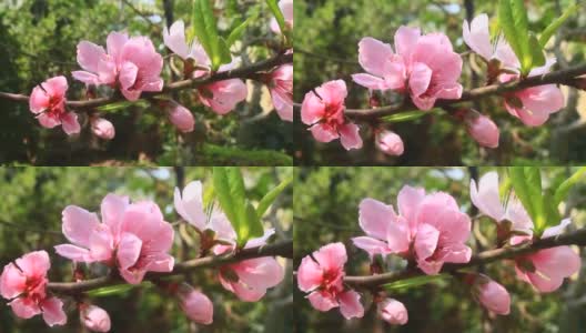 春天，桃花在树上绽放高清在线视频素材下载