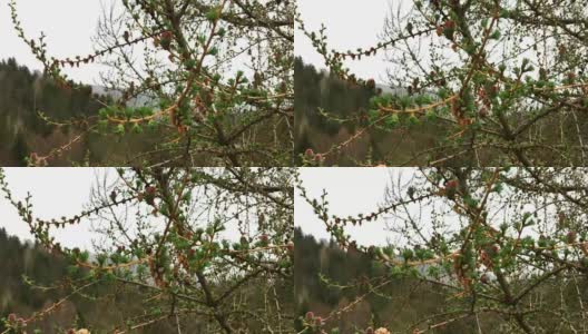 针叶树的绿色嫩芽和球果长在树枝上。高清在线视频素材下载