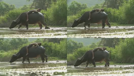 一个男孩躺在他的水牛上。展示了亚洲发展中国家的生活方式。高清在线视频素材下载
