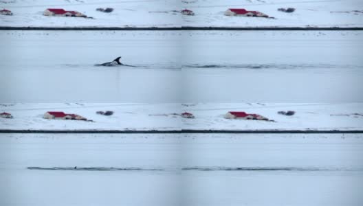 海豚在冰岛农场附近游泳高清在线视频素材下载