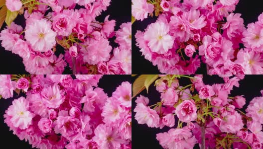 粉红色的樱花高清在线视频素材下载