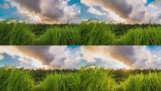 在印度尼西亚巴厘岛的乌布，日落时新鲜的露珠绿草和云的延时拍摄。高清在线视频素材下载