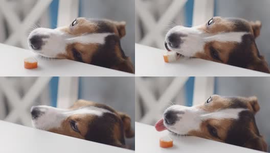 狗从桌子上偷食物高清在线视频素材下载