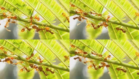 Ants  climbing on tree with sunlight高清在线视频素材下载