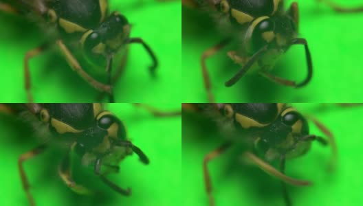 绿色背景上的黄蜂高清在线视频素材下载