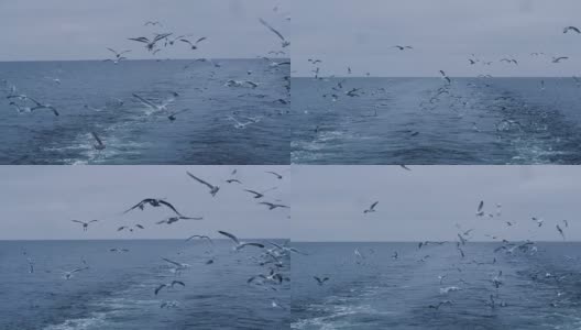 一群海鸥飞在海上寻找食物高清在线视频素材下载
