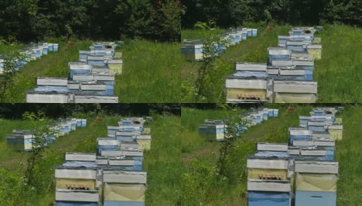 林中空地上的养蜂场。生产蜂蜜。养蜂人在养蜂场收集蜂蜜。高清在线视频素材下载