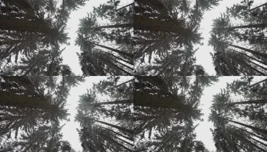 冬天松树林。镜头向上指向树冠。高清在线视频素材下载