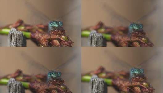 蜻蜓微距镜头高清在线视频素材下载