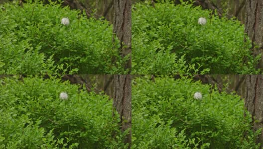 巴伐利亚森林中的棉花草高清在线视频素材下载