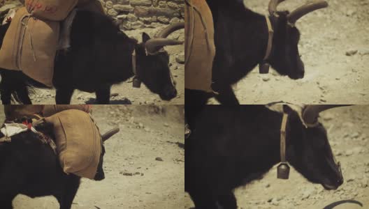 在尼泊尔运送补给的黑牛。高清在线视频素材下载