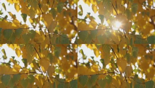 黄色的叶子和明亮的阳光透过高清在线视频素材下载