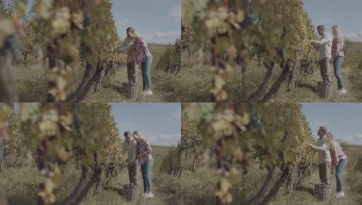 年轻的夫妇正在收获新鲜的葡萄高清在线视频素材下载