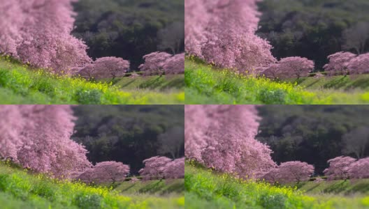 下嘉摩河边盛开的川崎樱花树和油菜花高清在线视频素材下载