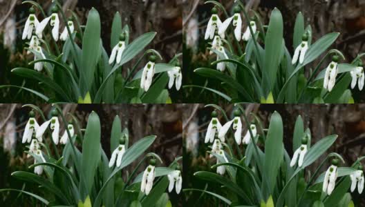 White faded spring flowers snowdrop or common snowdrop (Galanthus nivalis) is spring symbols.高清在线视频素材下载
