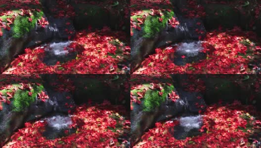 秋天的叶子，秋天的季节红色的枫叶和水溪在自然森林。高清在线视频素材下载