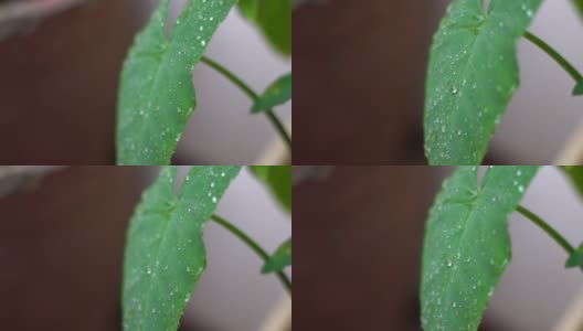 在季风季节，雨滴落在树叶上的特写镜头高清在线视频素材下载