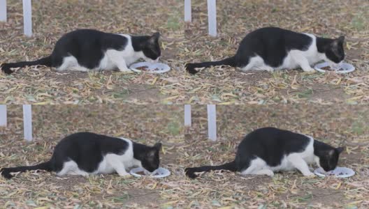 从右边看，一只无家可归的黑白猫在吃草高清在线视频素材下载