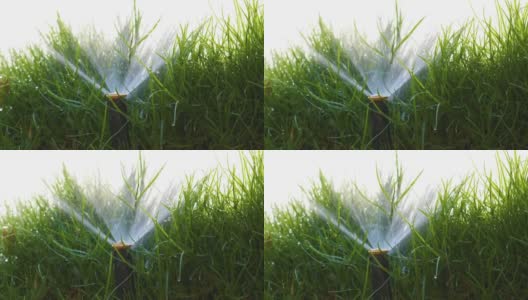 夏季花园用塑料喷灌机用水浇灌草坪。在旱季浇灌绿色植物，保持其新鲜。高清在线视频素材下载