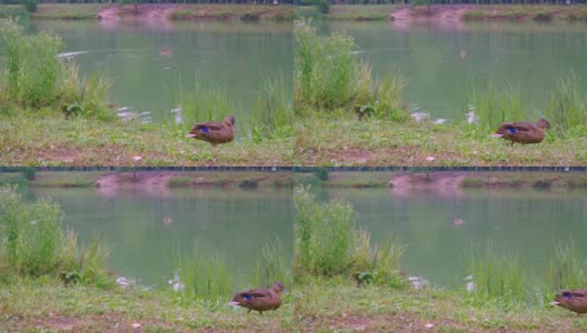 城市池塘里的野鸭平静的生活。鸭子在水里游泳，沿着湖边的草地散步高清在线视频素材下载