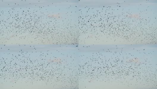 成群结队的数千只椋鸟的剪影。高清在线视频素材下载