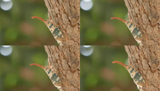 灯笼飞的昆虫高清在线视频素材下载