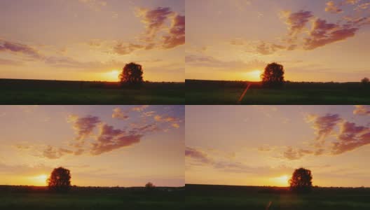 日落在麦田里的小麦幼苗。地平线上有一棵孤独的树的剪影。Copyspace组成高清在线视频素材下载