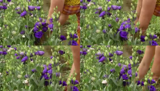 温室里的紫花苜蓿高清在线视频素材下载