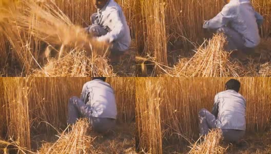 亚洲人用镰刀收割小麦高清在线视频素材下载