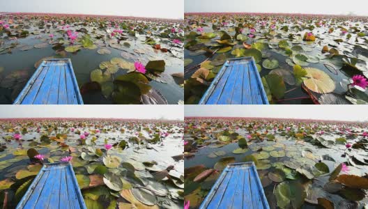 粉红莲花之海，泰国高清在线视频素材下载