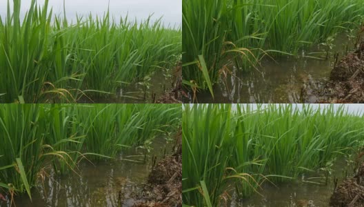 韩国庆山，雨中的稻田高清在线视频素材下载