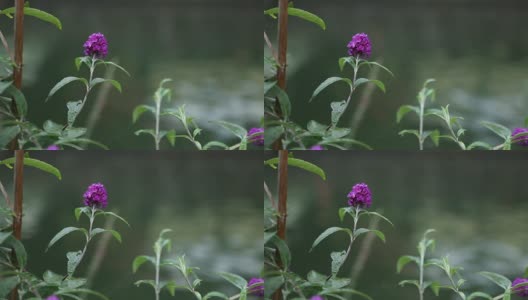 粉红色的花在湖边的水高清在线视频素材下载