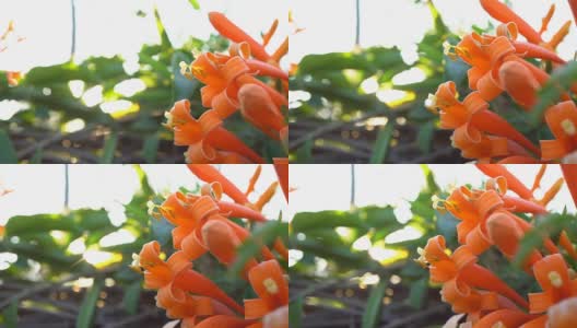 阳光下美丽的橘花特写高清在线视频素材下载