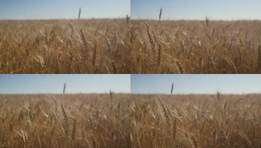 风平浪静，阳光明媚的一天，田里还挂着干枯的金色麦穗。近距离的平移镜头高清在线视频素材下载