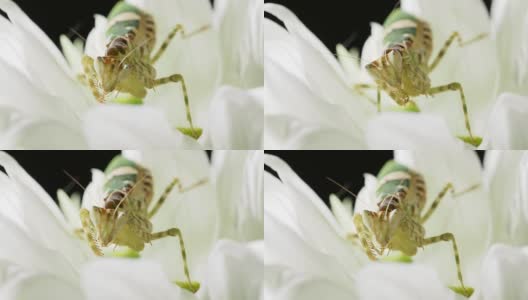 Creobroter meleagris mantis eating something in flower高清在线视频素材下载