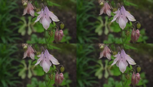 花Aquilegia vulgaris或欧洲耧斗菜在风高清在线视频素材下载