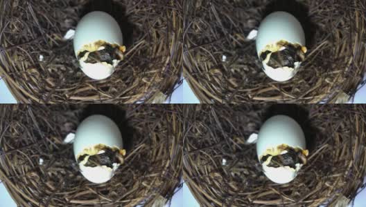 小鸭子孵化高清在线视频素材下载