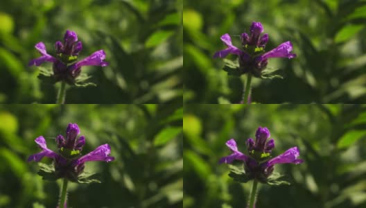 紫色的花朵在风中摇曳，映衬着绿色的植物高清在线视频素材下载