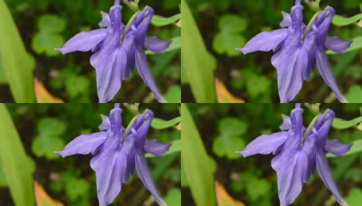 紫花沉香和绿色园林背景高清在线视频素材下载