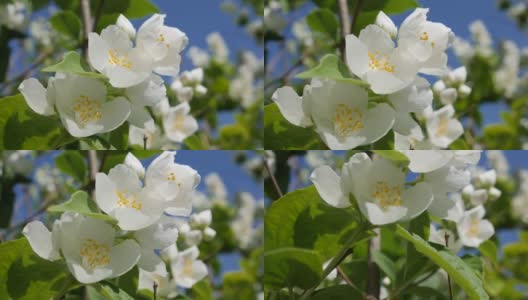 特写树枝与美丽的雪白茉莉花在蓝天的背景。盛开的茉莉花分支。植物、细节、自然高清在线视频素材下载