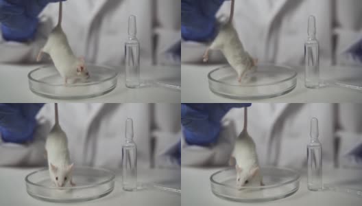 有盖培养皿中的白色实验老鼠。科学家抓住她的尾巴不让她逃跑。在实验室里用动物做实验。科学和医学。高清在线视频素材下载