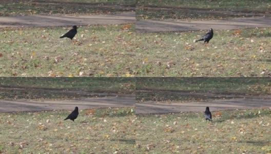 秋天的绿草地上，黄叶丛中，黑色的大乌鸦雄飞高清在线视频素材下载