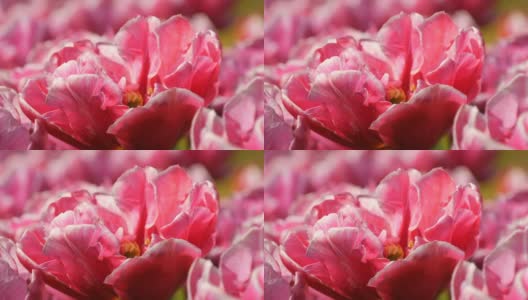 美丽动人的粉红色和白色牡丹郁金香在春天的花园里盛开。装饰性的郁金香花在春天盛开在皇家公园库肯霍夫。荷兰，荷兰高清在线视频素材下载