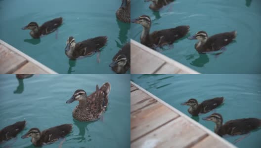 一只带着小鸭的鸭子在碧绿的水里游来游去找食物。喂食。高清在线视频素材下载
