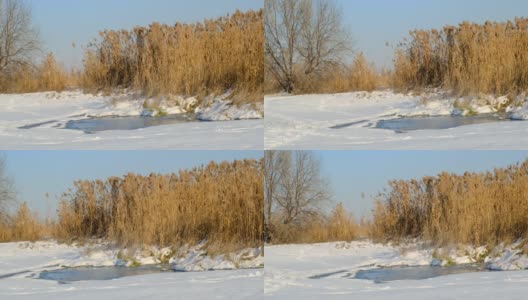 芦苇在雪的映衬下随风摇摆。芦苇的特写。自然的背景，风中的芦苇。冬天的风景高清在线视频素材下载