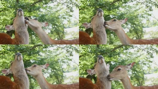 日本的小鹿高清在线视频素材下载