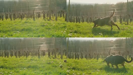 顽皮的狗在草地上抓一个球高清在线视频素材下载