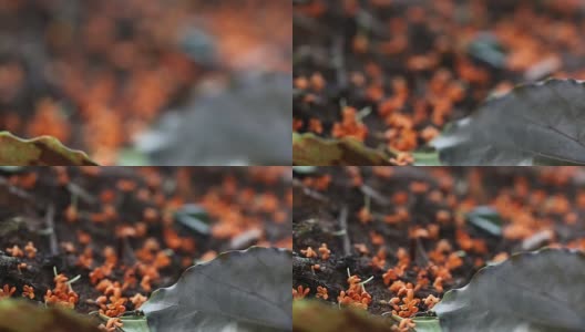 桂花在秋天盛开高清在线视频素材下载