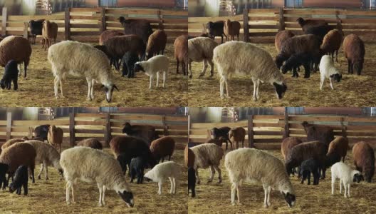 羊。在农场饲养羊羔。绵羊和小羊羔在羊圈里。滑块高清在线视频素材下载