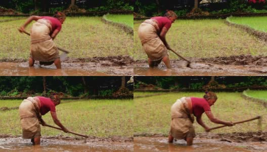 用锄头在稻田里工作的农妇高清在线视频素材下载